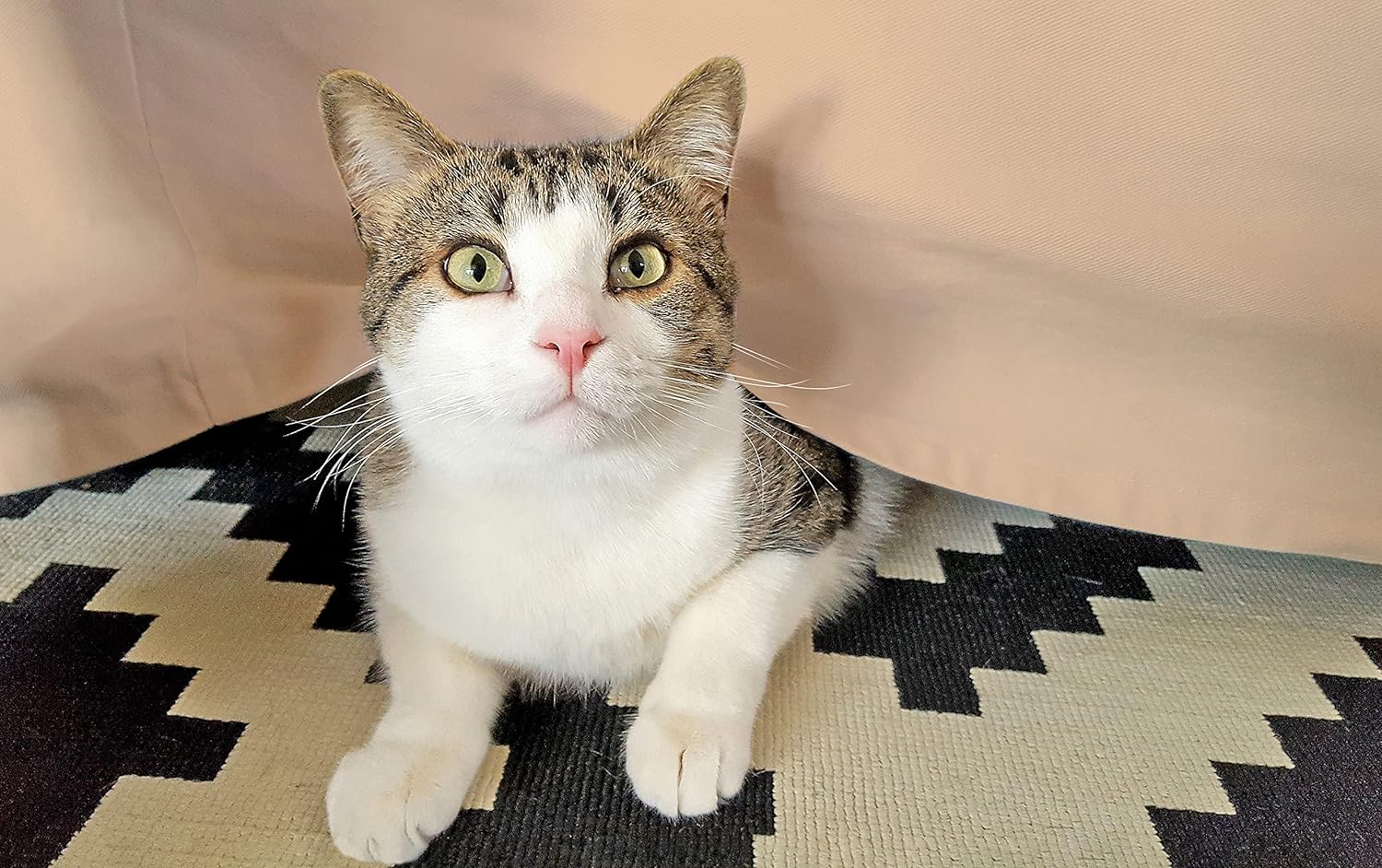 Egyptian Cotton 300 Thread Count Solid Bed Skirt - Beige