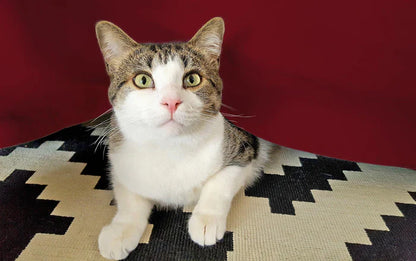 Egyptian Cotton 300 Thread Count Solid Bed Skirt - Burgundy