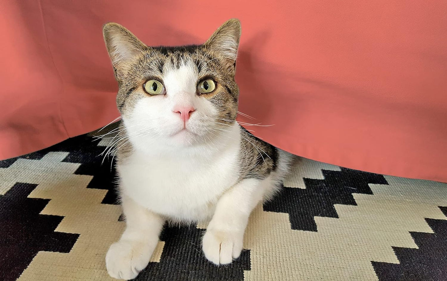 Egyptian Cotton 300 Thread Count Solid Bed Skirt - Coral