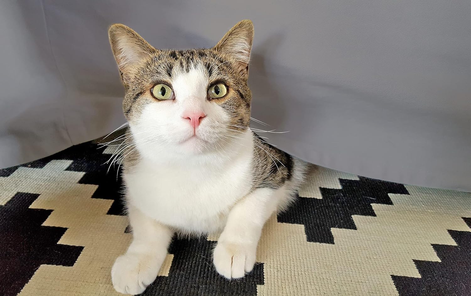 Egyptian Cotton 300 Thread Count Solid Bed Skirt - Gray