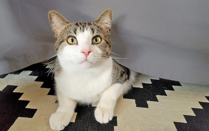 Egyptian Cotton 300 Thread Count Solid Bed Skirt - Gray