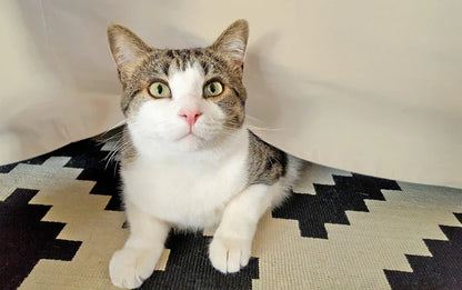 Egyptian Cotton 300 Thread Count Solid Bed Skirt - Ivory