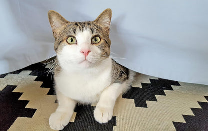 Egyptian Cotton 300 Thread Count Solid Bed Skirt - LightBlue