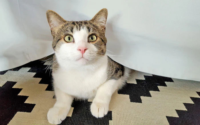 Egyptian Cotton 300 Thread Count Solid Bed Skirt - LightGray