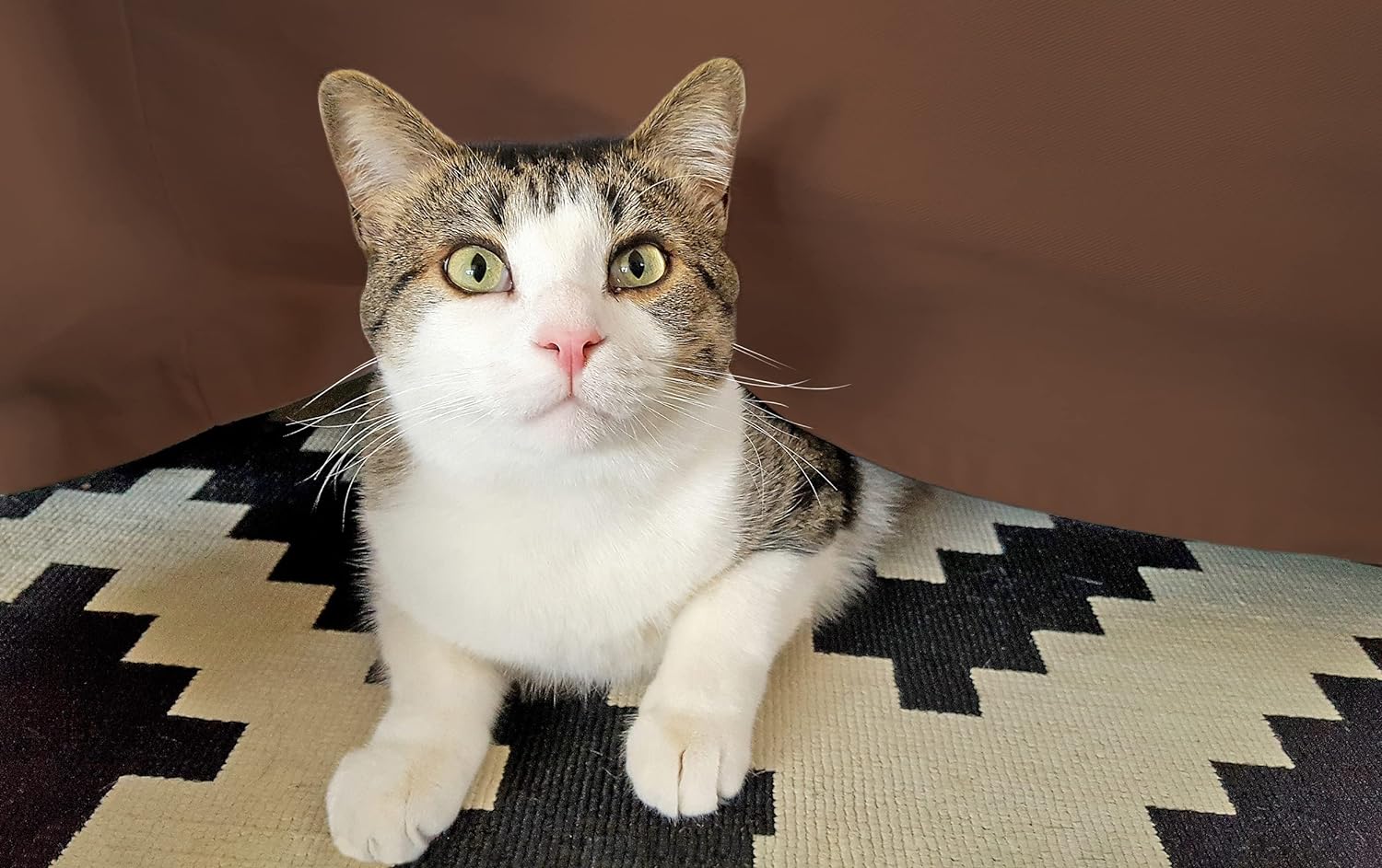 Egyptian Cotton 300 Thread Count Solid Bed Skirt - Mocha