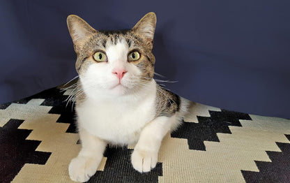 Egyptian Cotton 300 Thread Count Solid Bed Skirt - NavyBlue