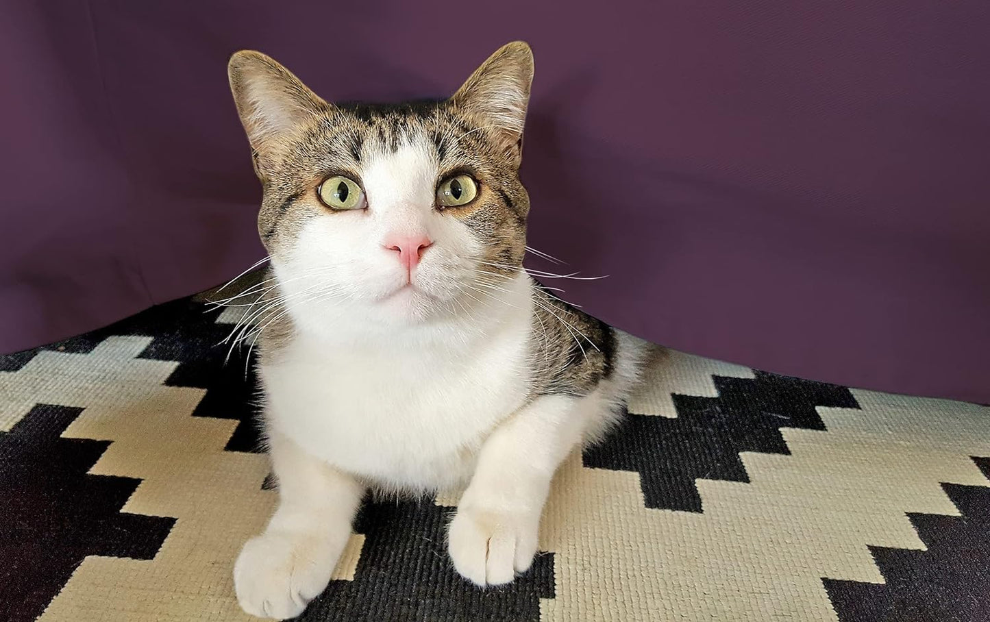 Egyptian Cotton 300 Thread Count Solid Bed Skirt - Plum