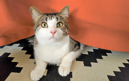 Egyptian Cotton 300 Thread Count Solid Bed Skirt - Pumpkin