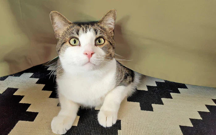 Egyptian Cotton 300 Thread Count Solid Bed Skirt - Sage