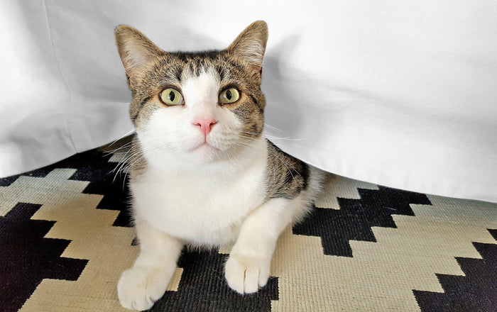 Egyptian Cotton 300 Thread Count Solid Bed Skirt - White